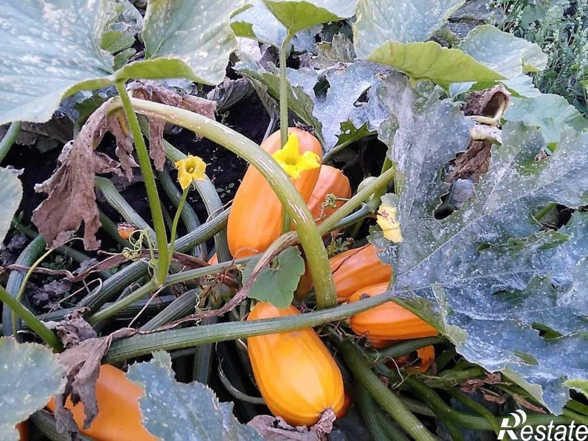 Купить дачу, дом, коттедж за 700 000 рублей на Ленина