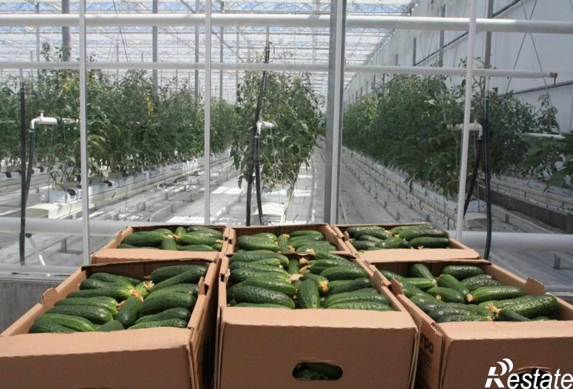 Купить землю, земельный участок за 900 000 рублей на Березянка