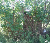 земля 4.9 сот Заметная