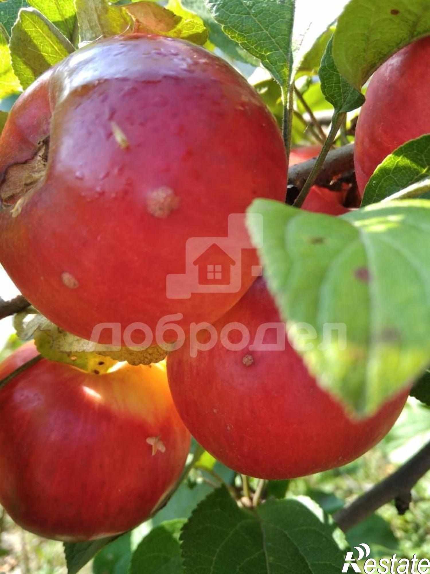 Купить дачу, дом, коттедж за 970 000 рублей на 37