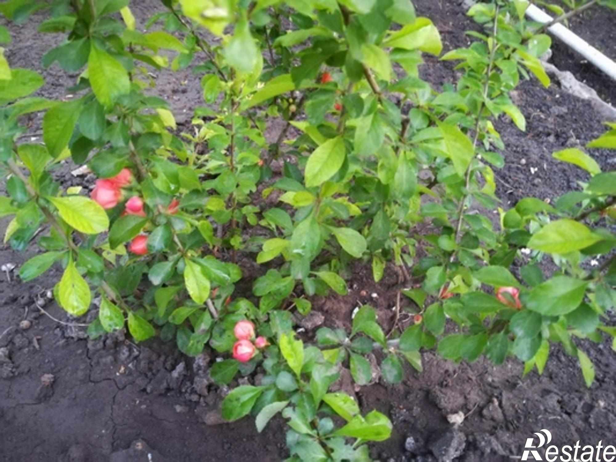 Купить землю, земельный участок за 1 150 000 рублей на Труд дп
