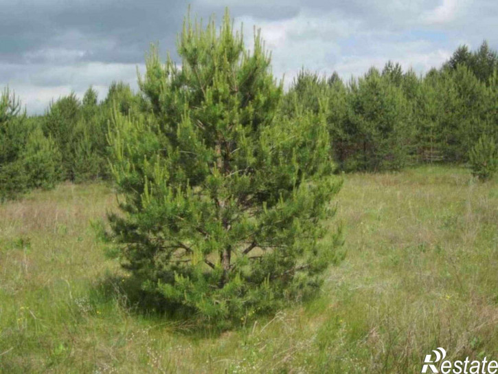 Земельный участок Сорокино д