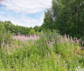 земля 3.9 сот Мякотино