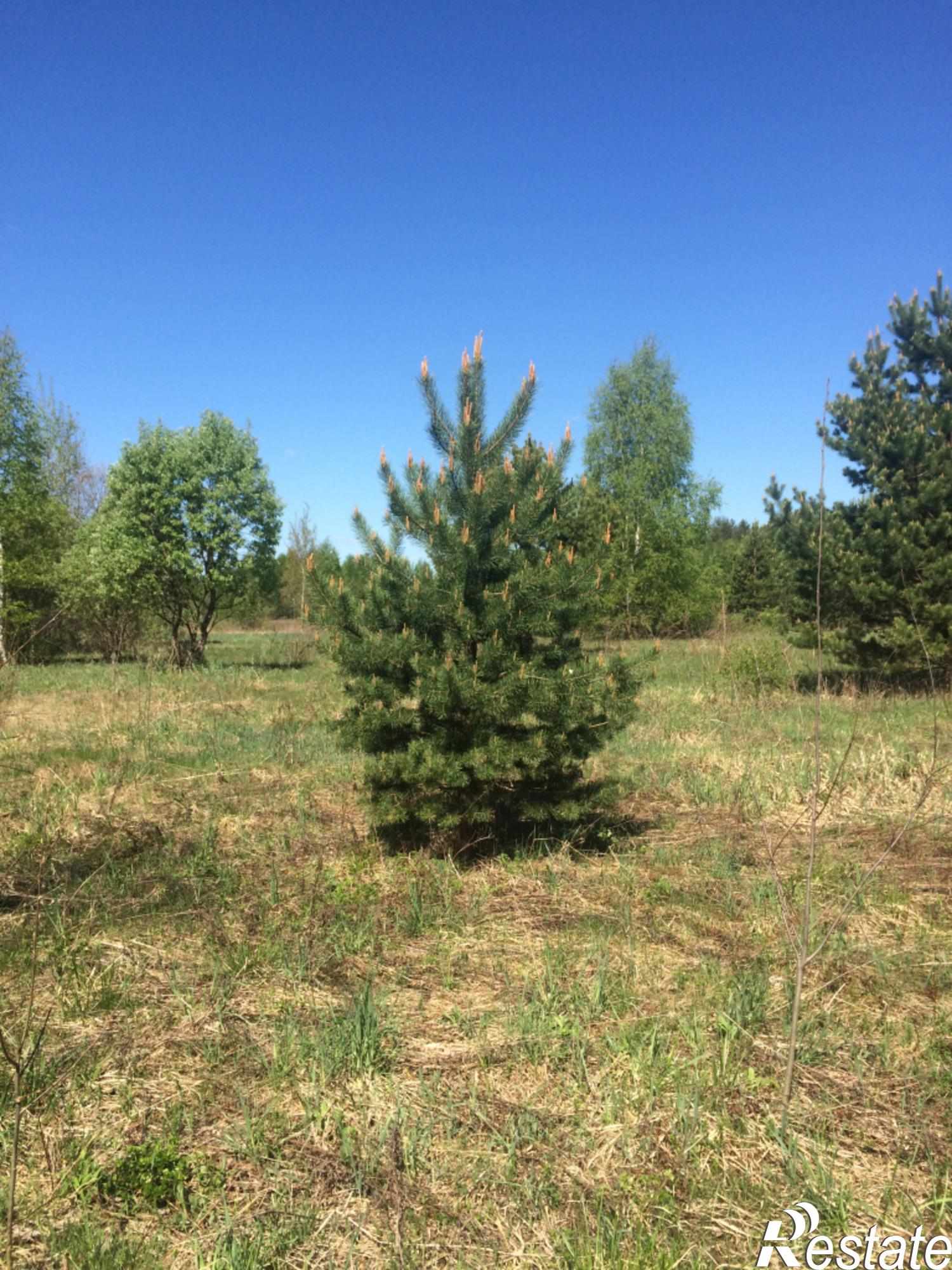 Купить землю, земельный участок за 100 000 рублей на Лисавы д
