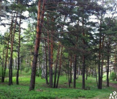 земля 15 сот Дружбы
