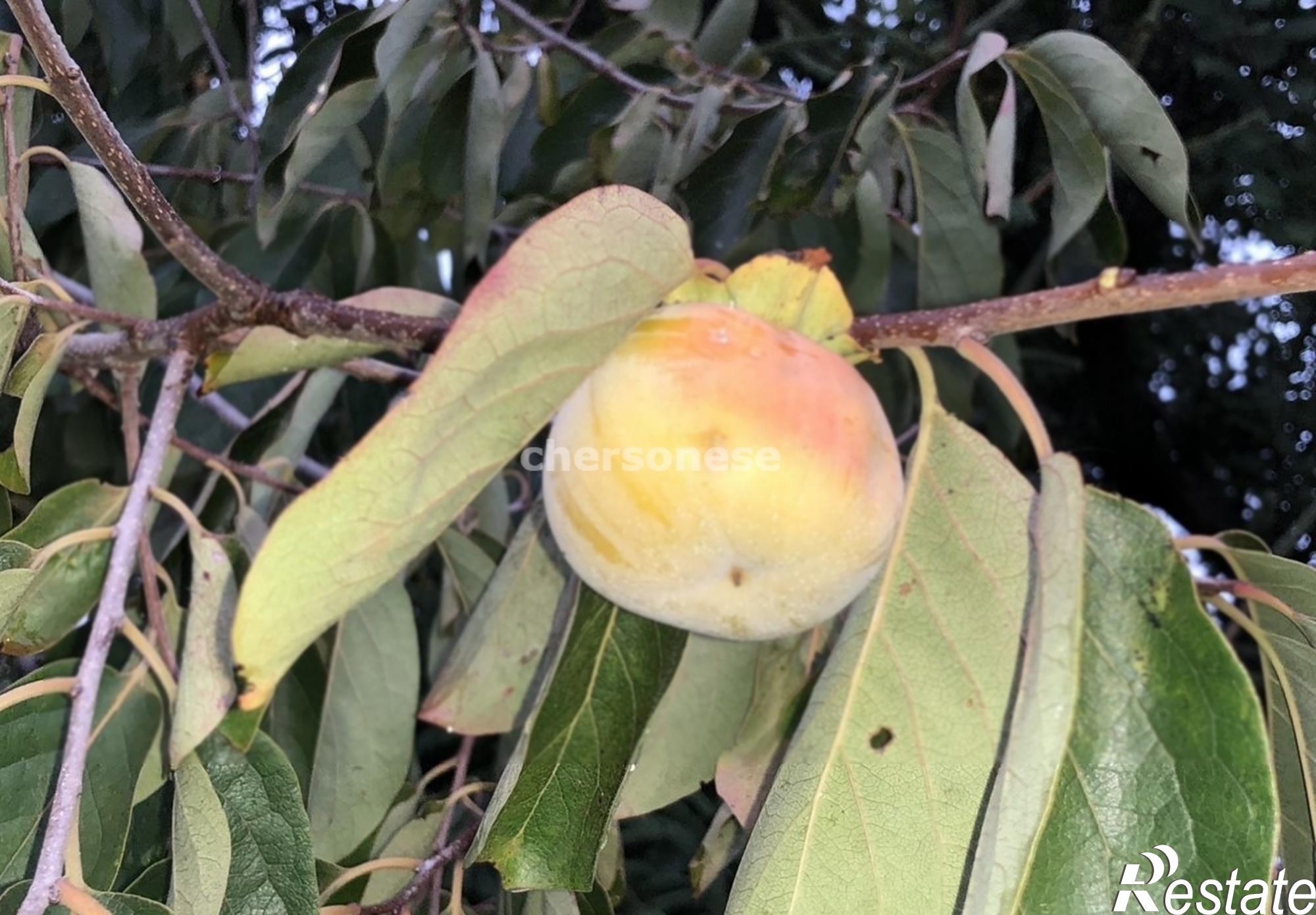 Купить землю, земельный участок за 4 250 000 рублей на территория СТ Сосновый Бор