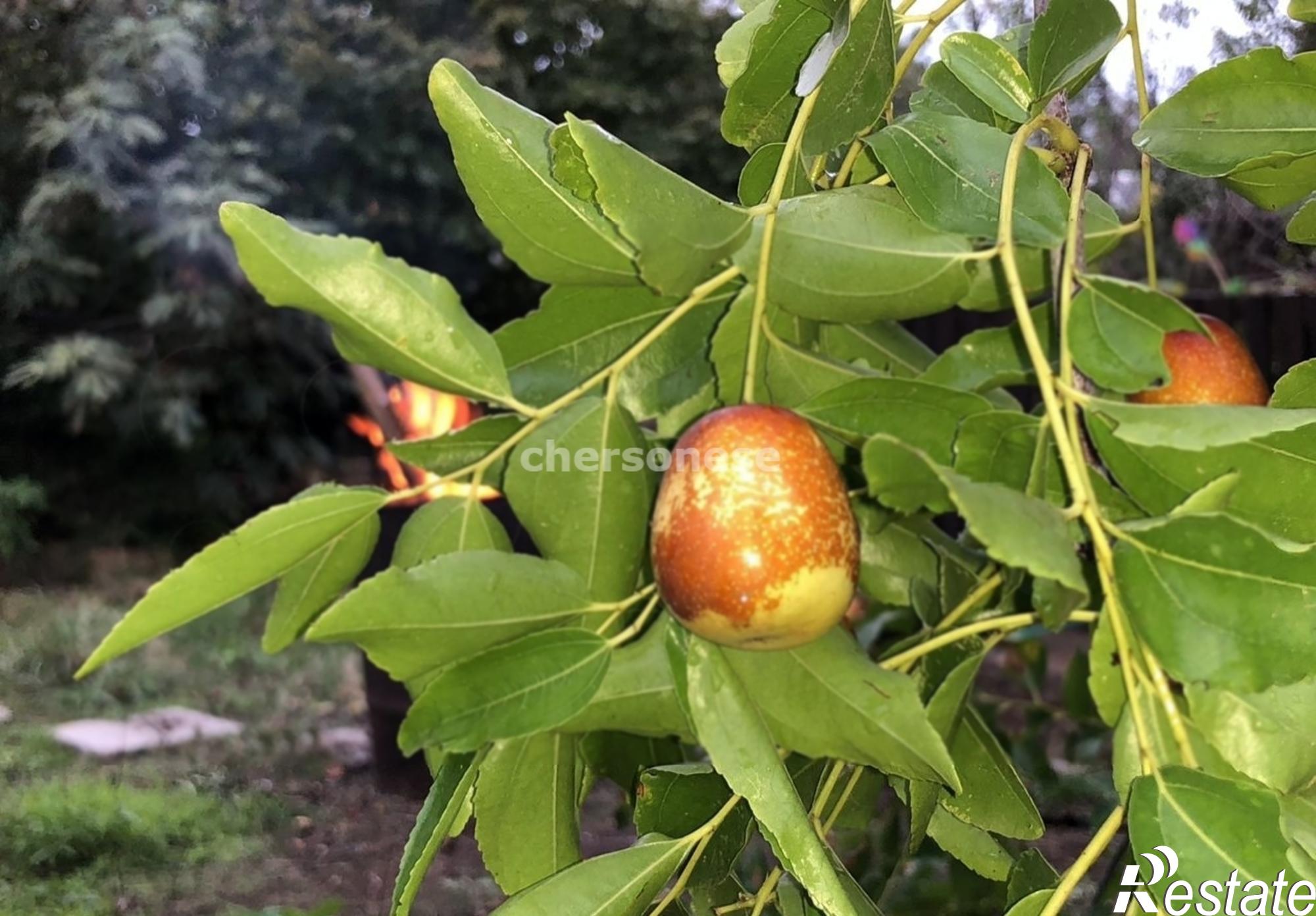 Купить землю, земельный участок за 4 250 000 рублей на территория СТ Сосновый Бор