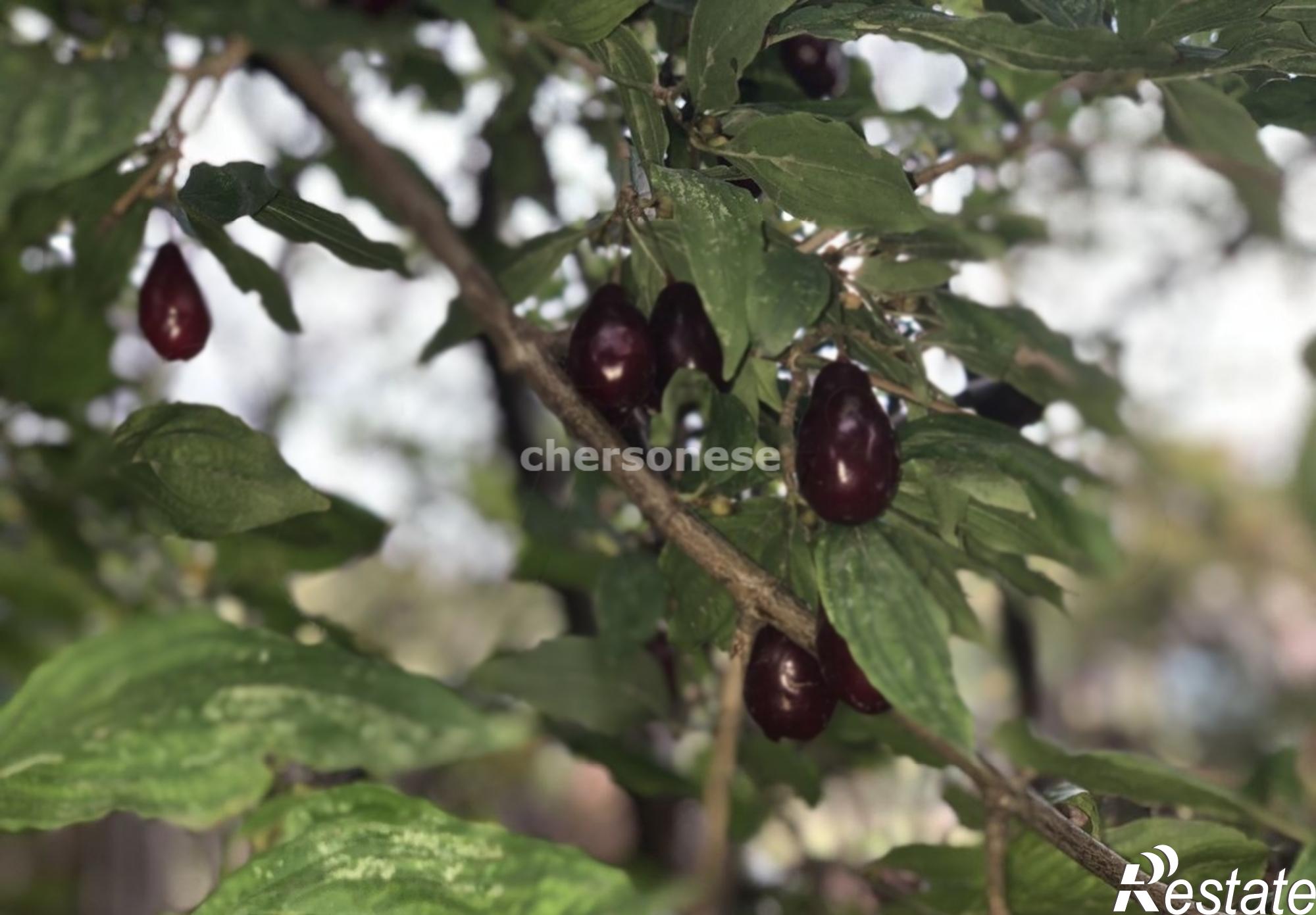 Купить землю, земельный участок за 4 250 000 рублей на территория СТ Сосновый Бор