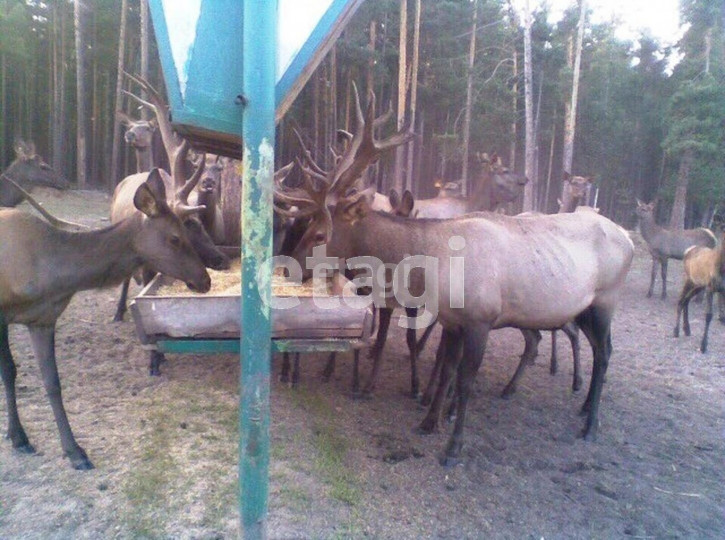 Земельный участок Гузенеевский