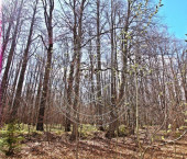 земля 1166 сот интернациональная, 1