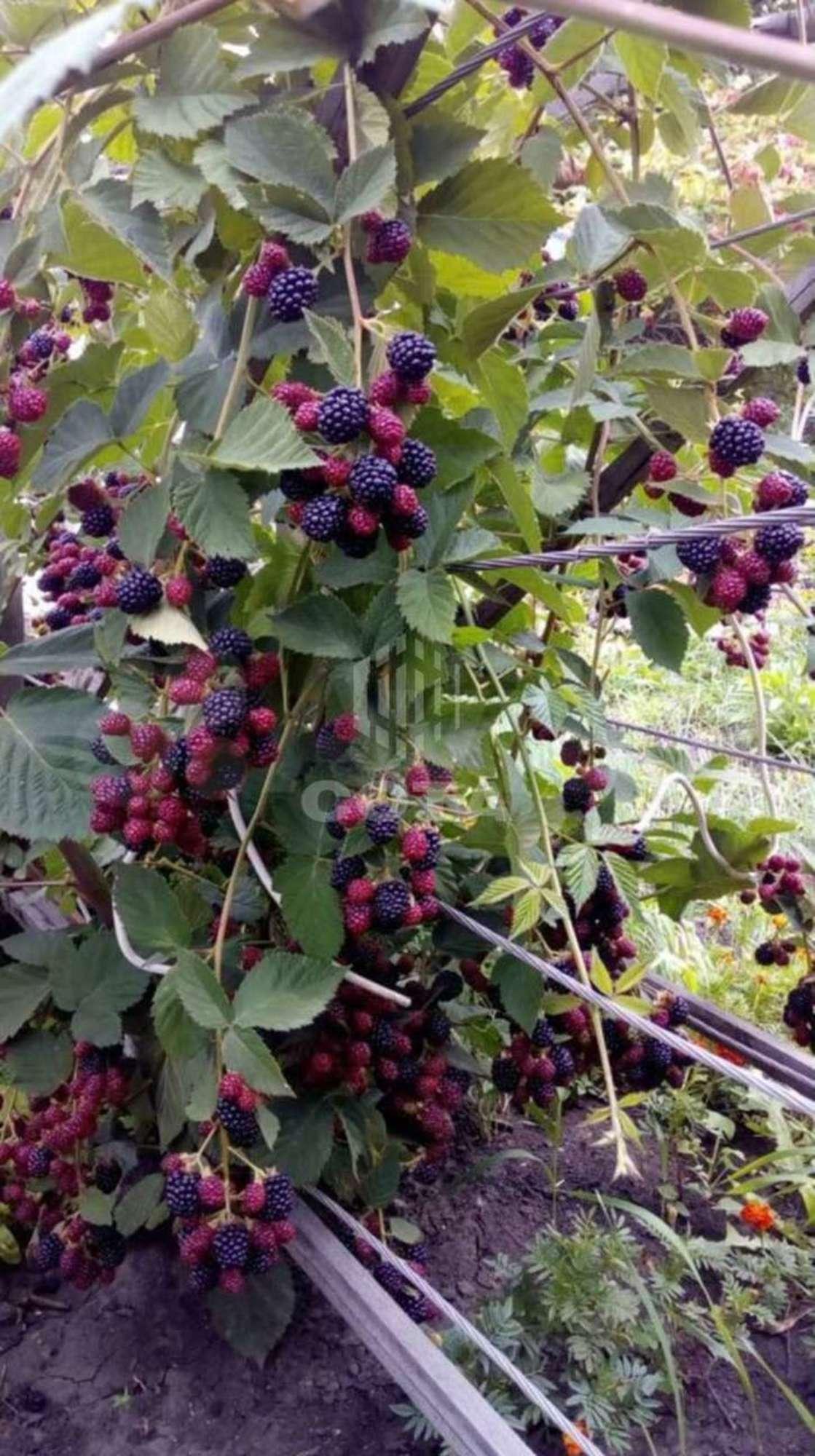 Купить дачу, дом, коттедж за 570 000 рублей на СНТ Спутник, 17