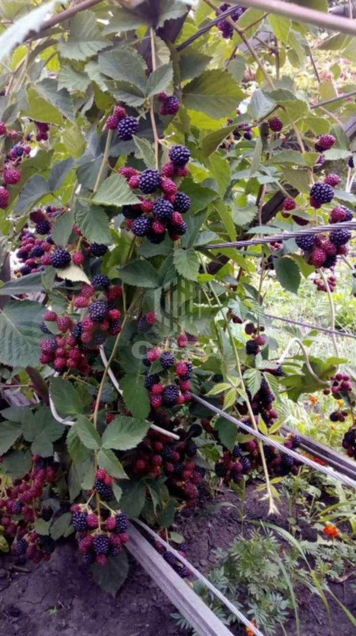 Коттедж/дом СНТ Спутник, 17