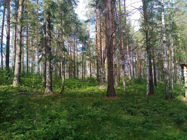 Земельный участок Дегтярск,Уральская 558