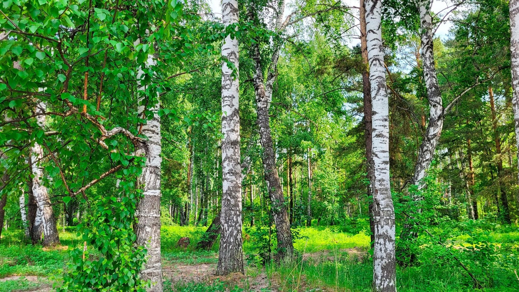 Купить дачу, дом, коттедж за 42 000 000 рублей на Кольцово промзона