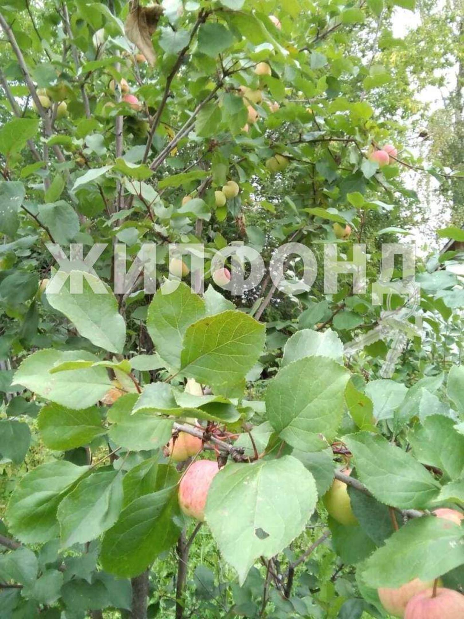 Купить дачу, дом, коттедж за 1 200 000 рублей на Новая улица