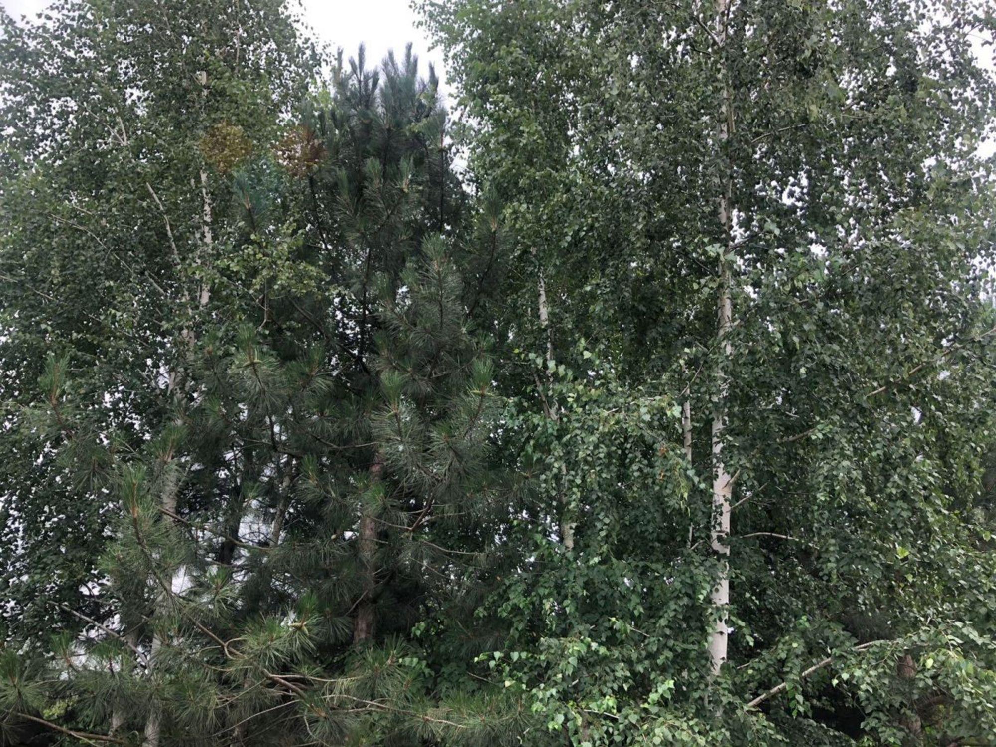 Купить дачу, дом, коттедж за 6 000 000 рублей на Сиреневая улица, 26, садовое товарищество Краснодарсельмаш, хутор Октябрьский, 19