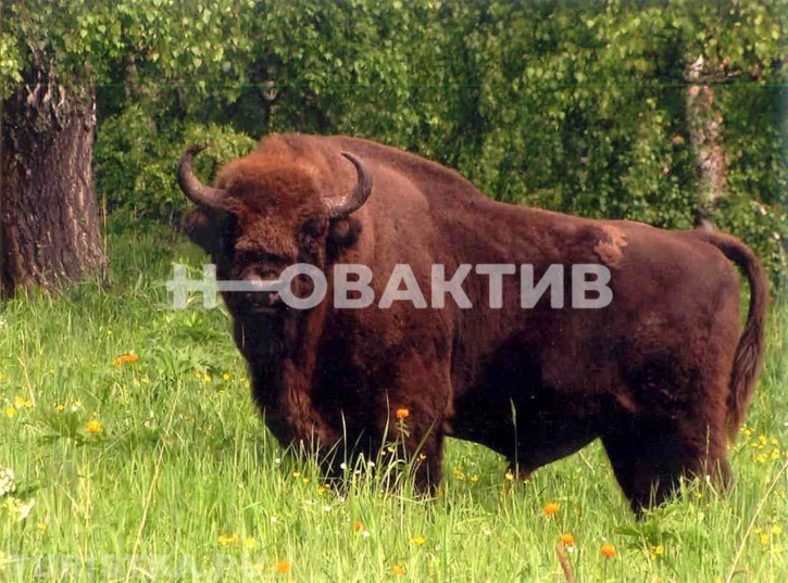 Земельный участок Респ Алтай, Шебалинский р-н, с/п Дъектиекское
