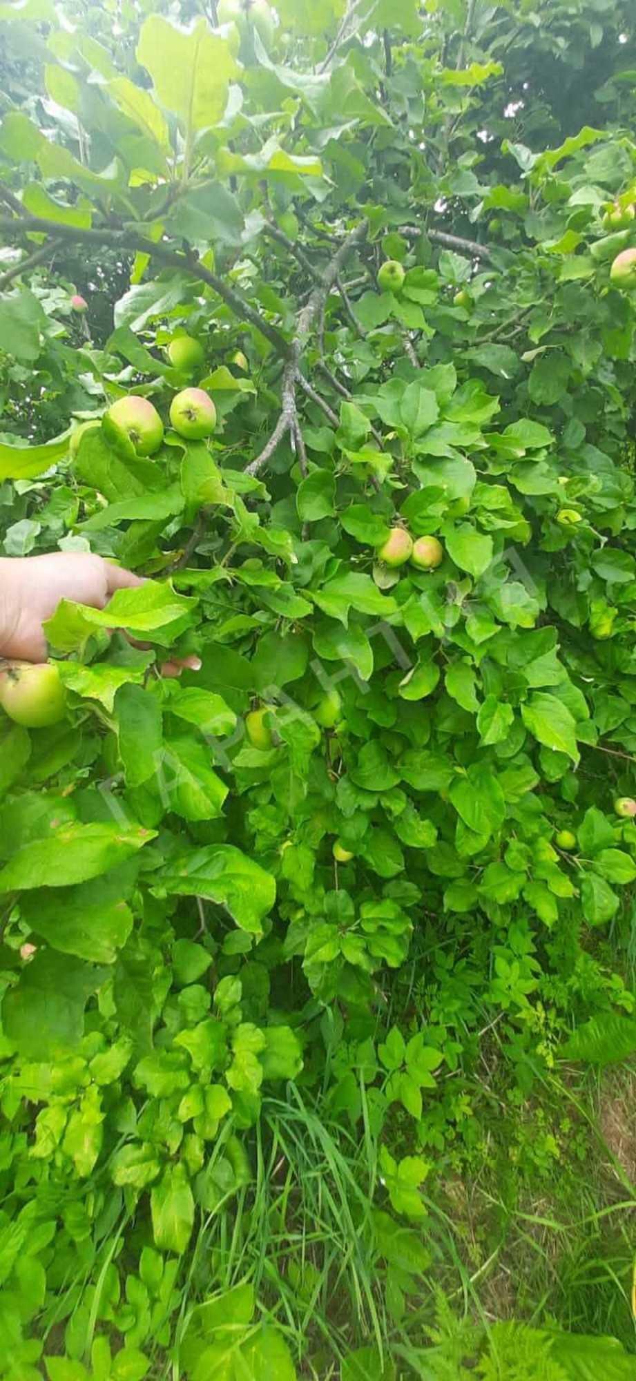 Купить дачу, дом, коттедж за 620 000 рублей на , 16