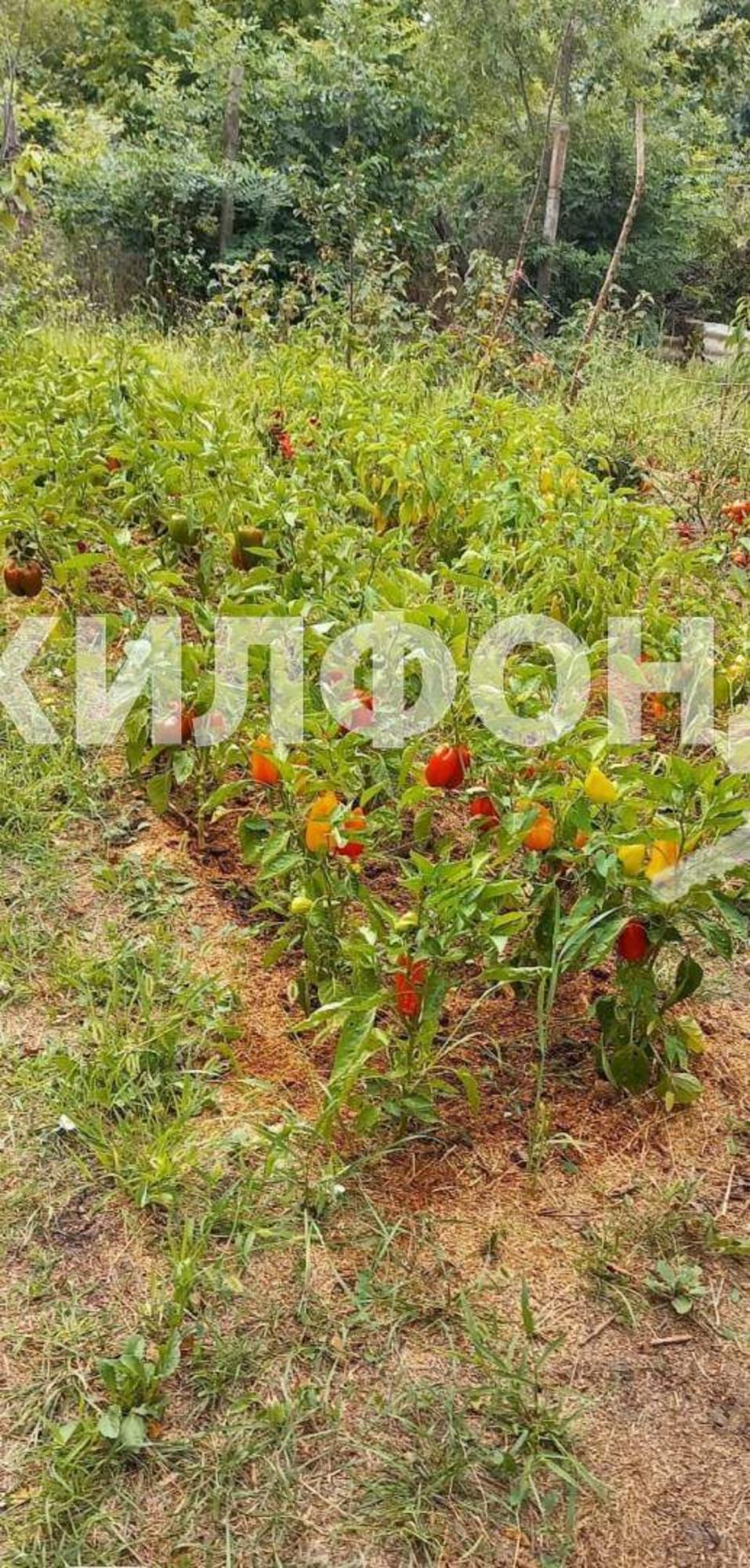 Купить дачу, дом, коттедж за 1 000 000 рублей на Лесная улица