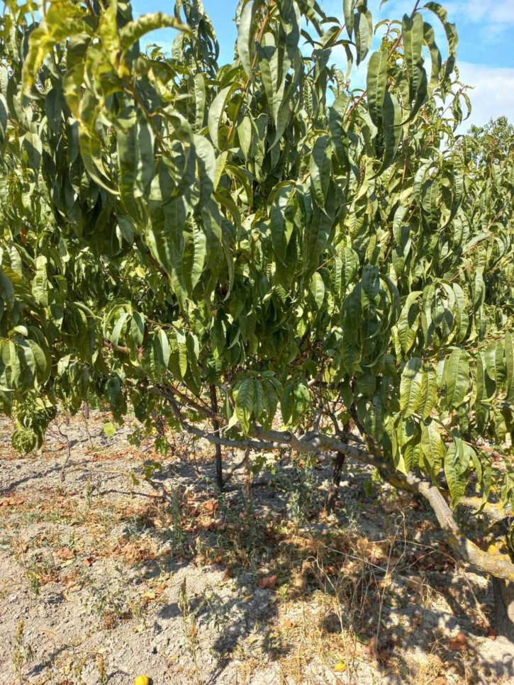 Земельный участок село Варваровка