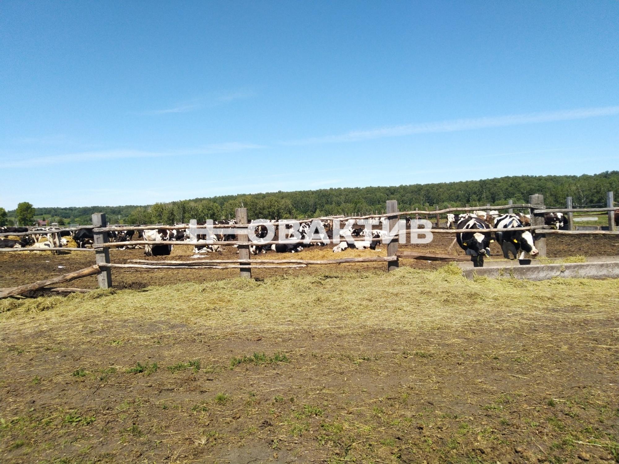 Купить землю, земельный участок за 3 800 000 рублей на Россия, Новосибирская область, Мошковский район, сельское поселение Барлакский сельсовет