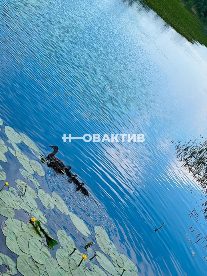 Коттедж/дом Россия, Новосибирск, СНТ Тополь, 1-й сектор, 50