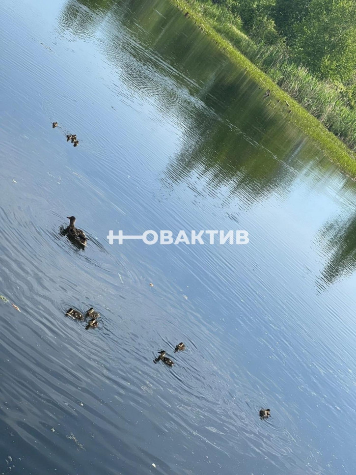 Коттедж/дом Россия, Новосибирск, СНТ Тополь, 1-й сектор, 50