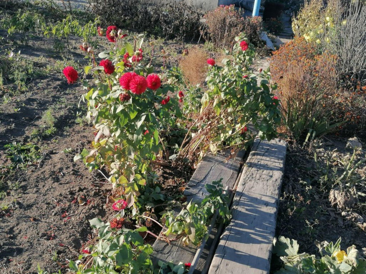 Коттедж/дом Лазовая ул, 31