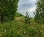 земля 53 сот д.Косарево