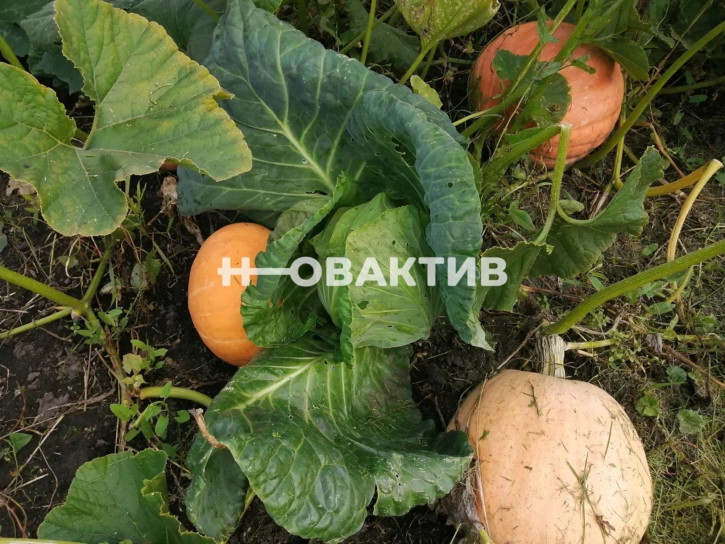 Коттедж/дом Россия, Новосибирский район, Берёзовский сельсовет, садовое некоммерческое товарищество Мелиоратор, 123