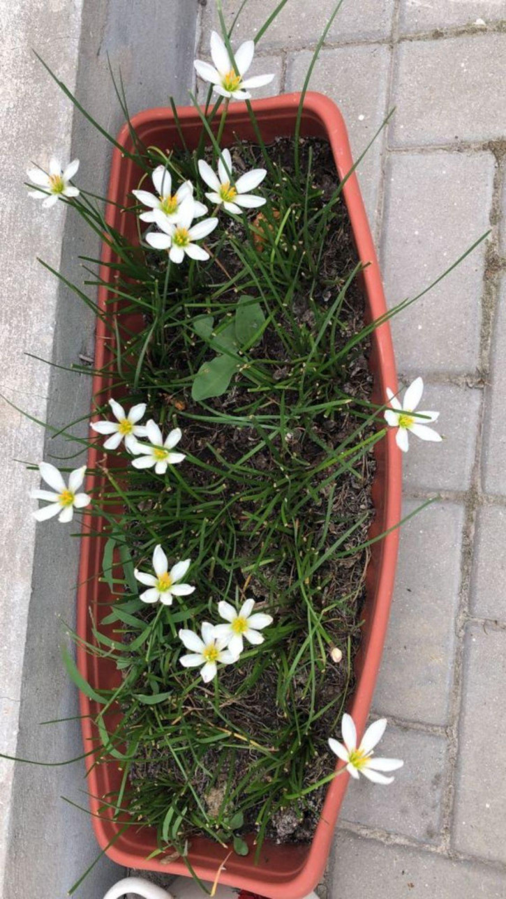 Земельный участок саратовская
