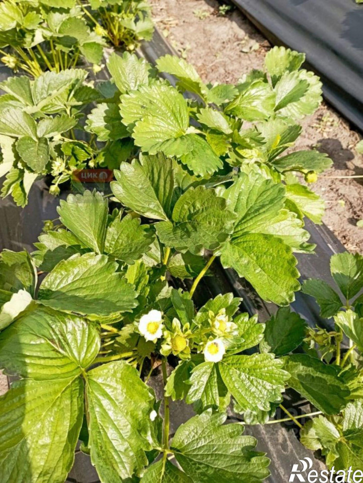 Производственное помещение Захаровский район, Плахино с., Озерки ул., д.15