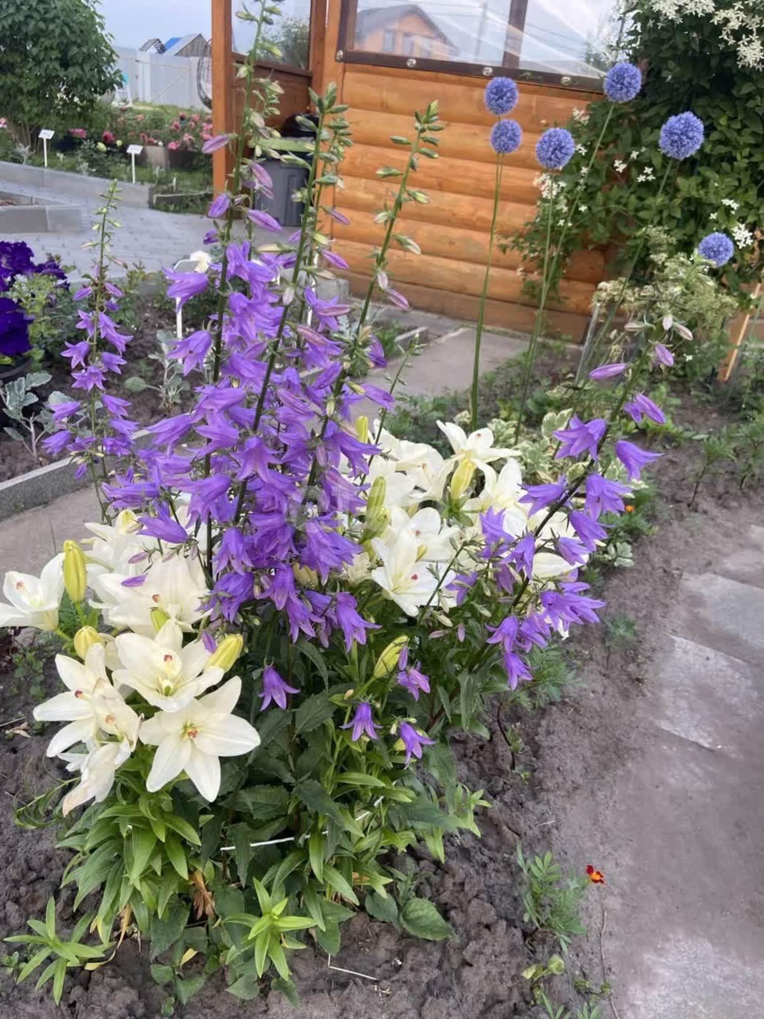 Купить дачу, дом, коттедж за 6 500 000 рублей на Чикча