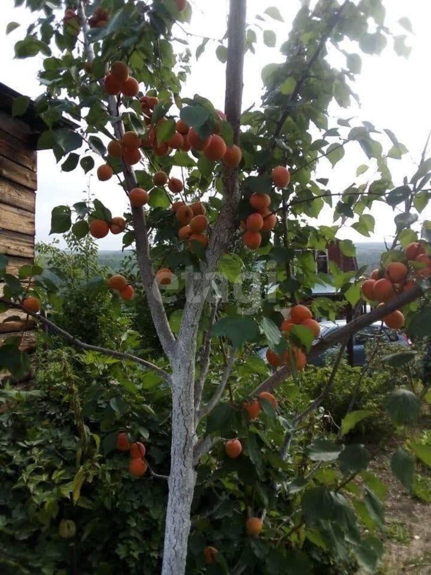 Купить дачу, дом, коттедж за 10 200 000 рублей на снт Березка, 118/2