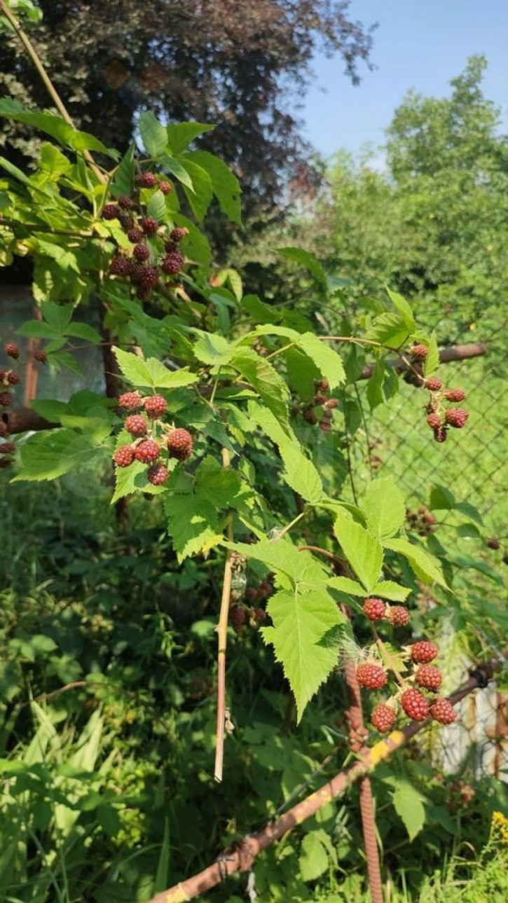 Коттедж/дом Кубанская ул