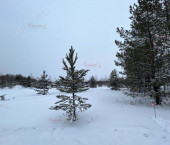 земля 11 сот , 880