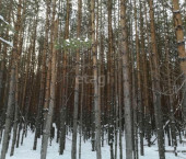 земля 34.3 сот Речкина