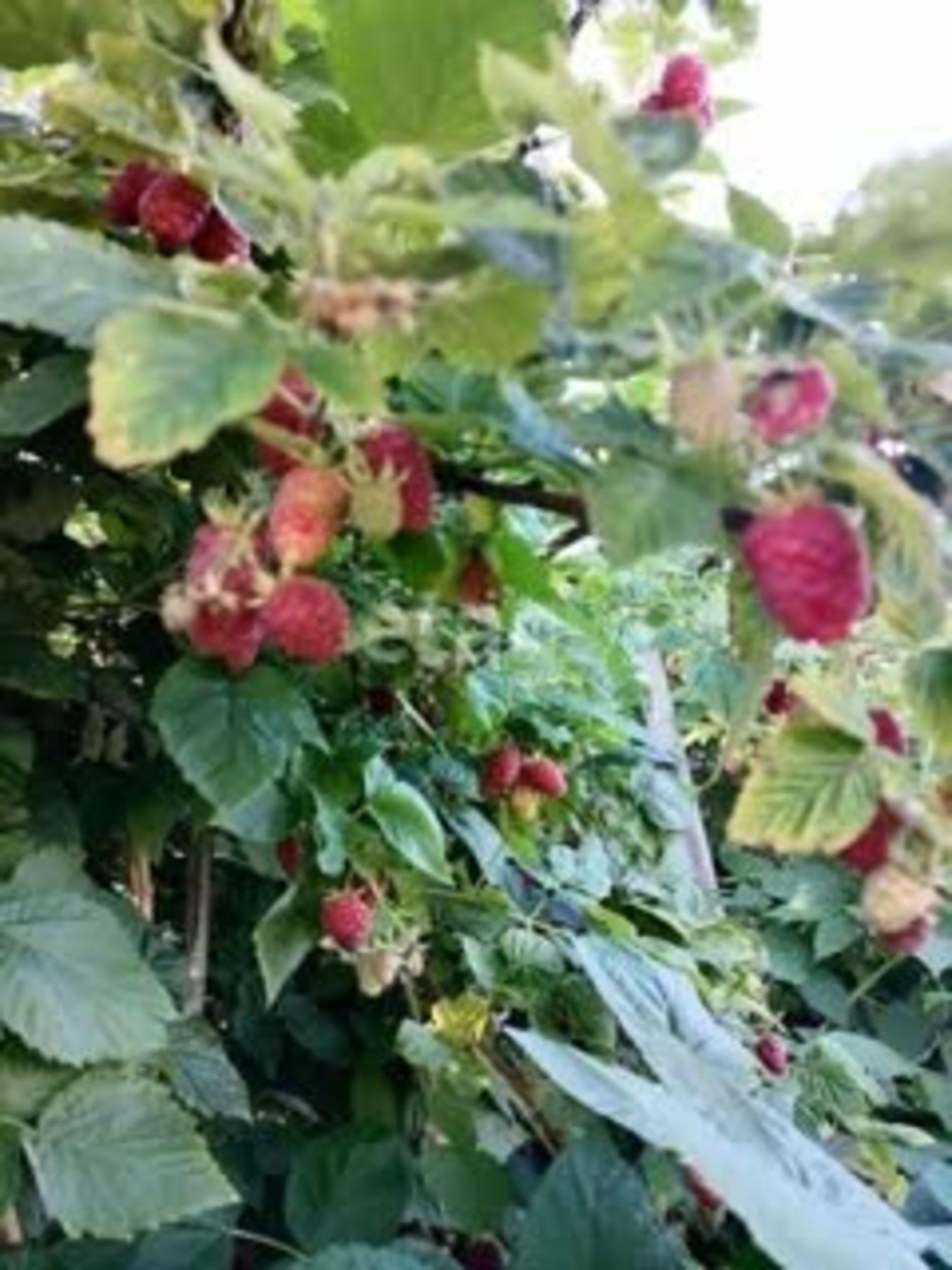 Купить дачу, дом, коттедж за 2 200 000 рублей на Летняя,