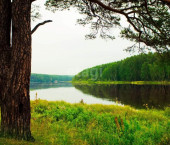 земля 457.6 сот Бажовские места, 301