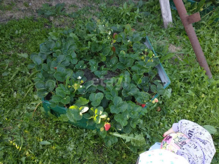 Коттедж/дом Березовая,