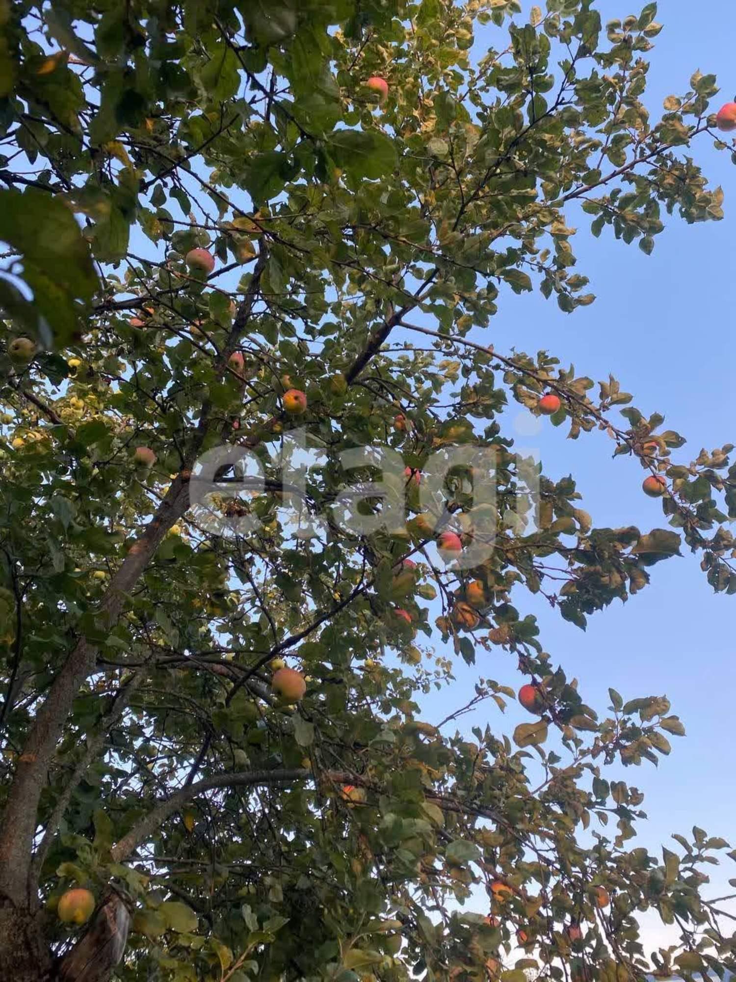 Купить дачу, дом, коттедж за 350 000 рублей на Дубки СТ