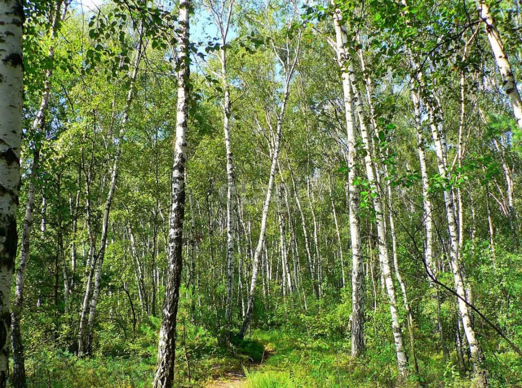 Купить землю, земельный участок за 300 000 рублей на Ледянка , 597