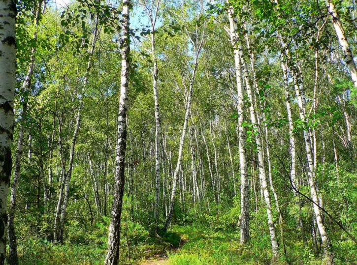 Земельный участок Ледянка , 597