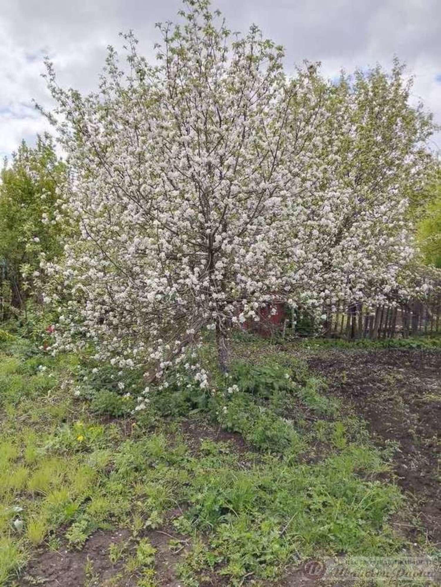 Купить дачу, дом, коттедж за 4 000 000 рублей на , 0/9