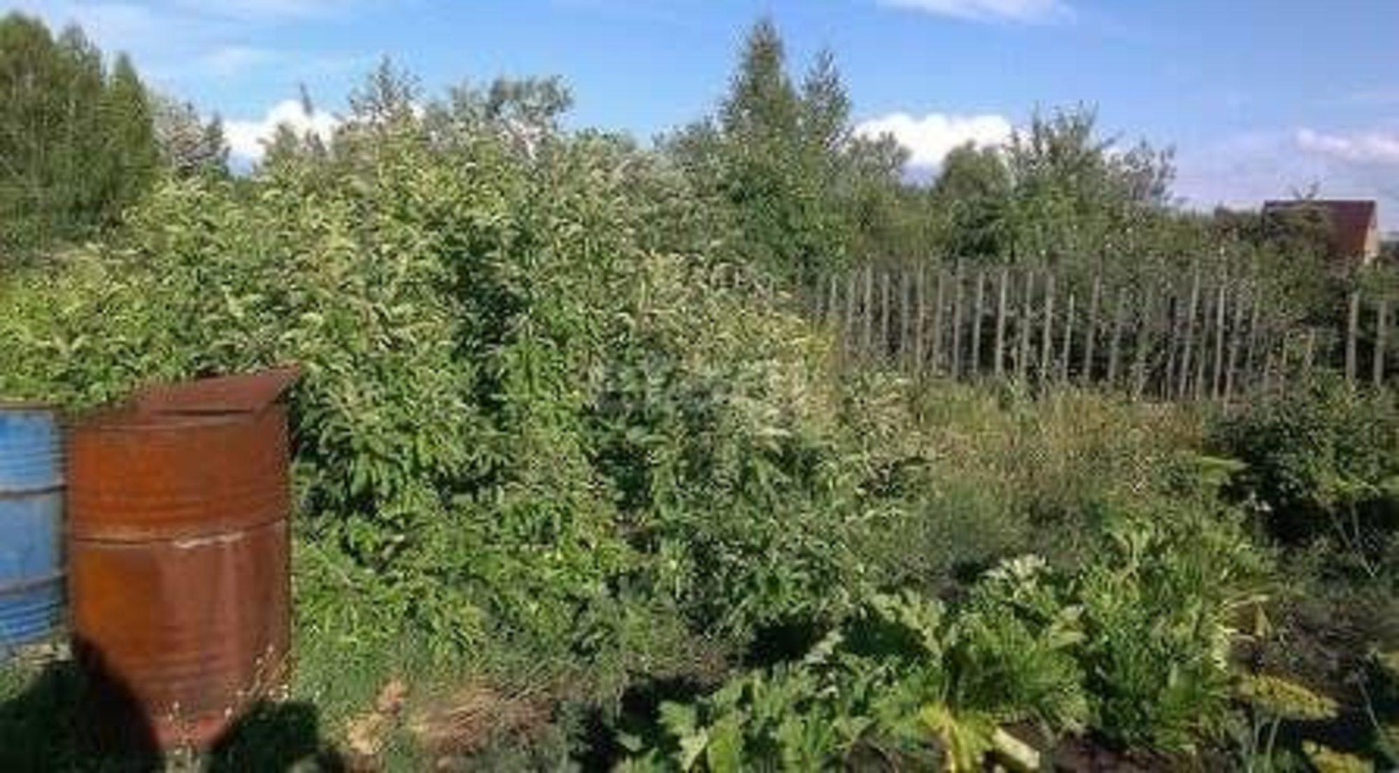 Купить землю, земельный участок за 90 000 рублей на Строитель-94 СНТ