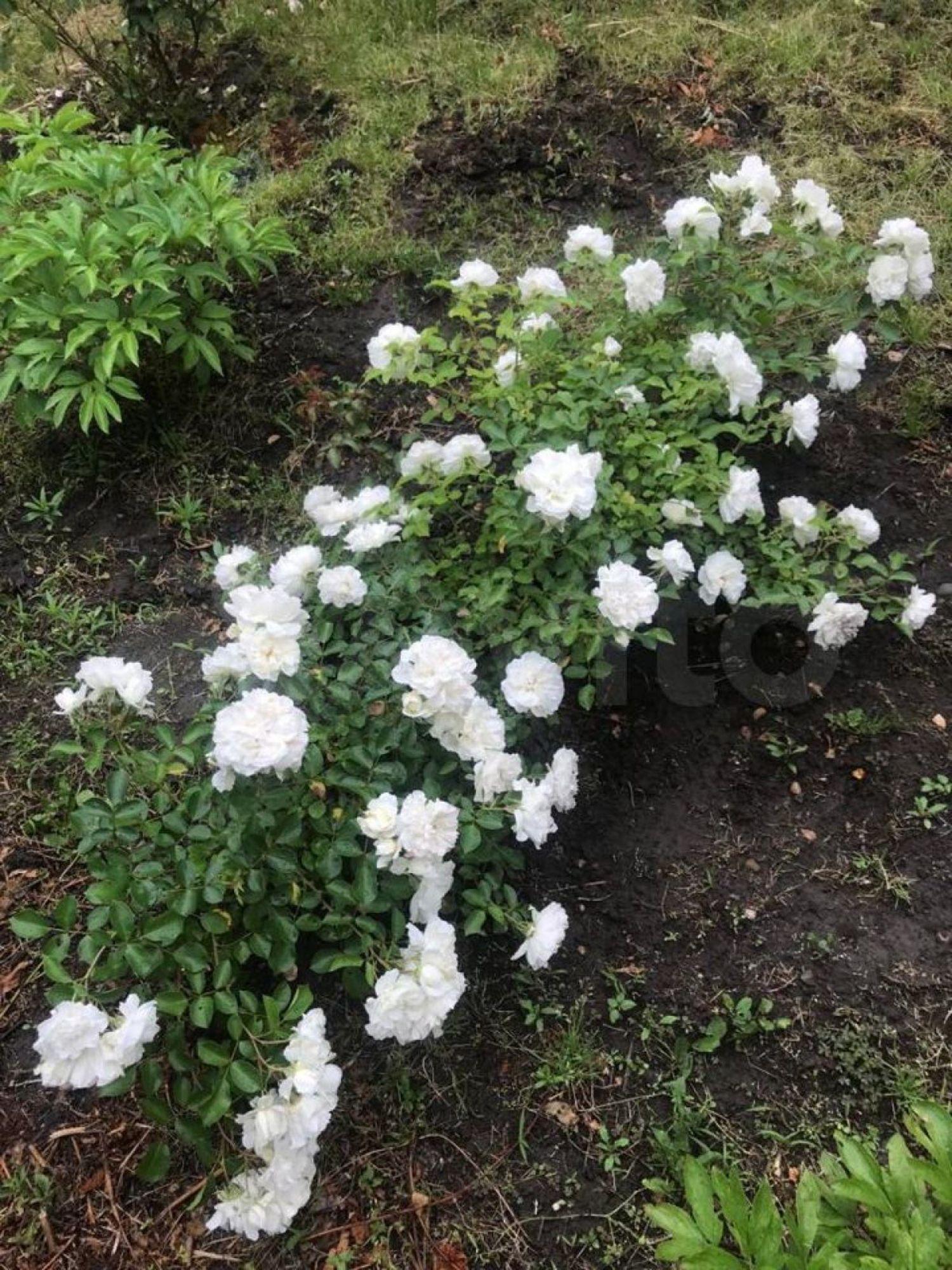 Купить дачу, дом, коттедж за 11 750 000 рублей на Сафонова ул, 60 Купить дачу, дом, коттедж за 11 750 000 рублей на Сафонова ул, 60