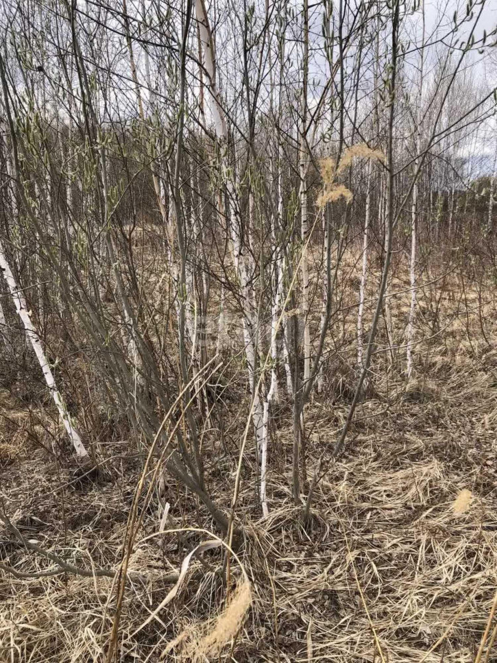 Земельный участок Виноградная,