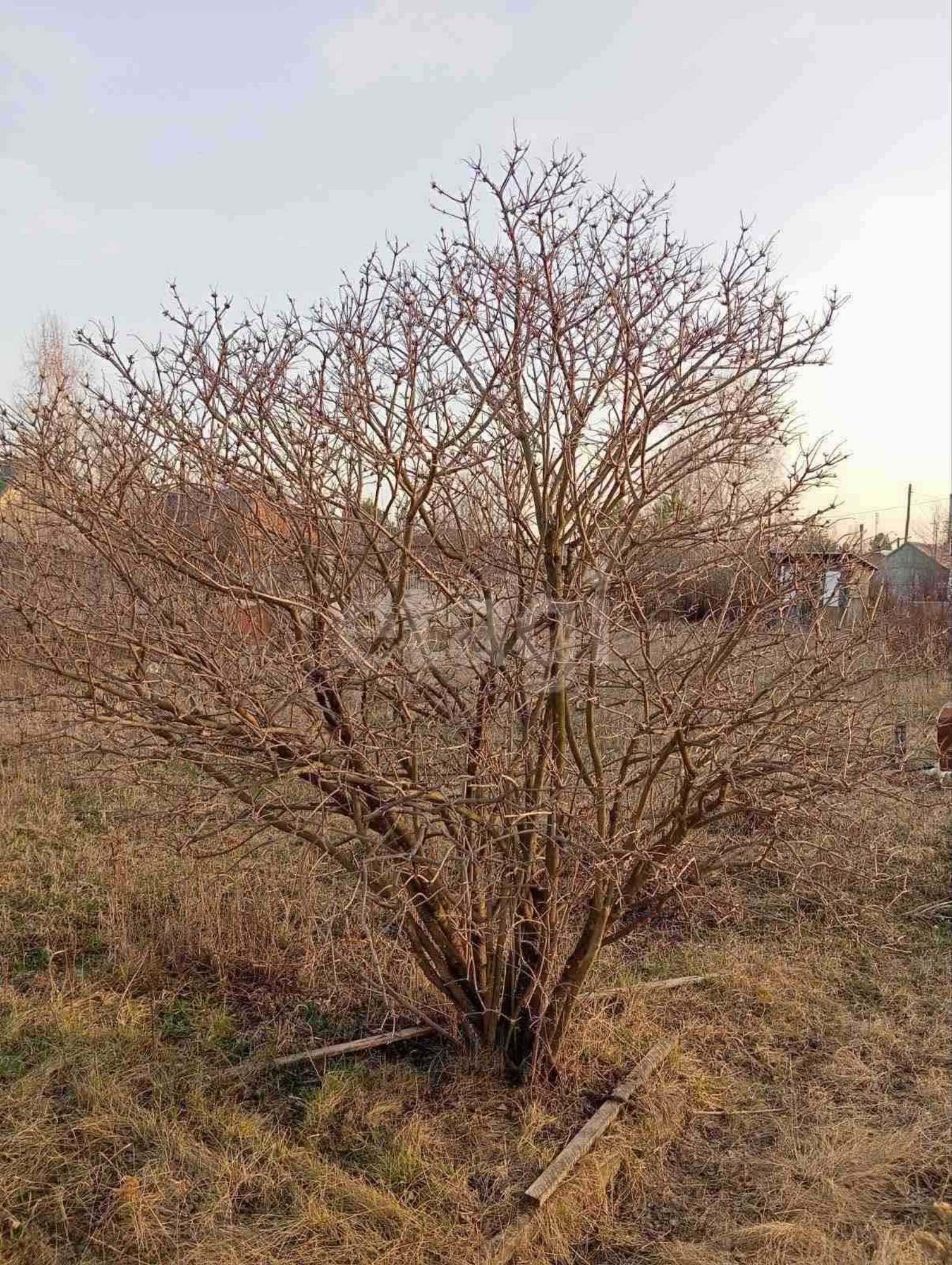 Купить дачу, дом, коттедж за 1 870 000 рублей на 10-ая,