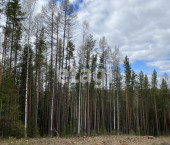 земля 15.2 сот Таватуй(аять),Сосновый бор 28