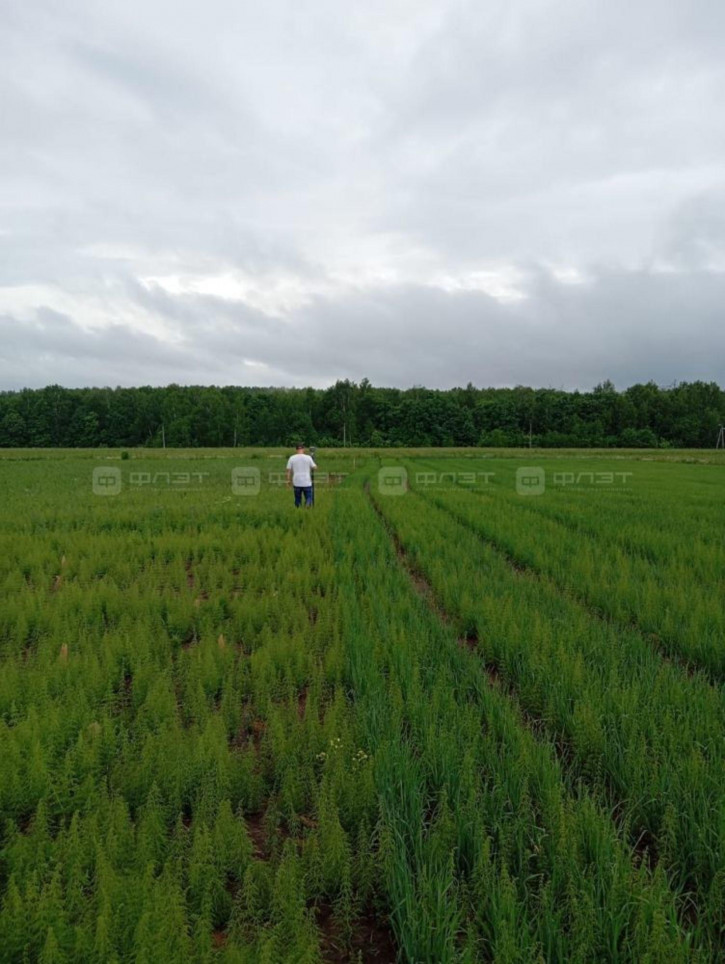 Земельный участок Большие Кургузи